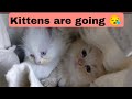 Cat Stopping Kittens Being Carried Away By Someone Eng Subtitle Cat Animals