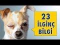 Köpeklerle İlgili 23 İlginç Bilgi 