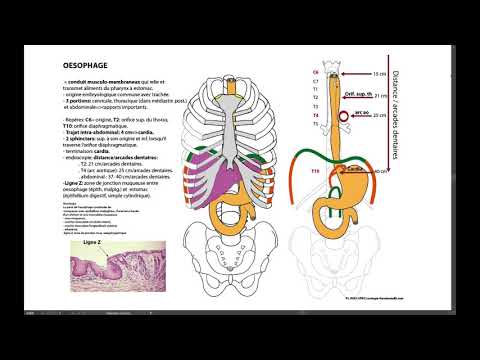 Limba Romana, Nivel B1-B2, Limbaj Medical | PDF