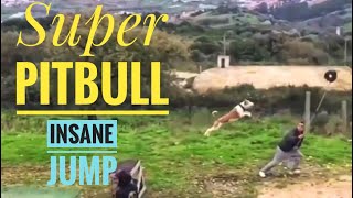 Super PITBULL Longest Jump Ever!
