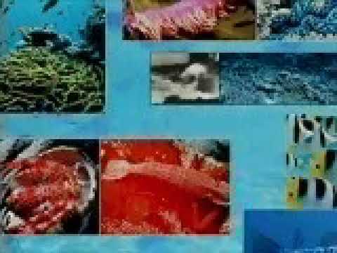 Microsoft Encarta Encyclopedia Ad (1997)