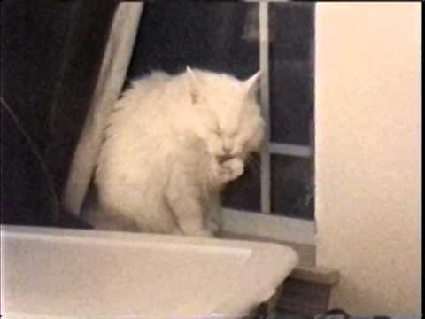 Happy Birthday Momo 2