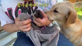 불난집을 정리하다가 아기 고양이를 구조했습니다 /냥줍 / 남원 귀농귀촌