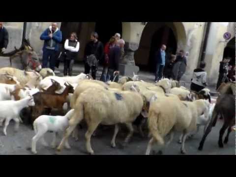 TRANSUMANZA MINI A DEMONTE (CN) PER LA FIERA DI SAN. LUCA - 14 - 10 - 2012.