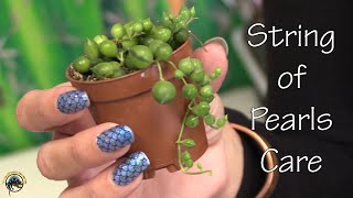 How To Take Care of and Propagate a String of Pearls Plant! - One of the World