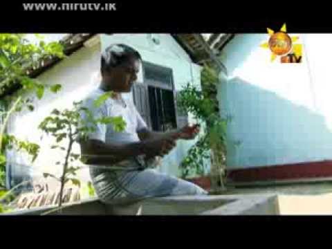 Hiru TV