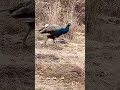 The march of the peacock, Song: Silver Heart, Album: The Long Shadow #psychfolk