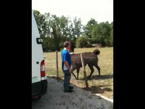 VictorHeinen’s Video 42287505513 -E3YIZBmXms