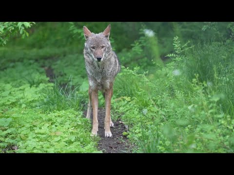 Quiet Encounter with Critically Endangered Red Wolf
