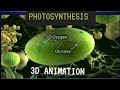 Photosynthesis 3D Animation