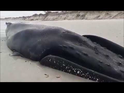 Beached Whale on Main Beach Yserfontein
