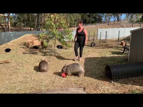 WOMBAT WEDNESDAY with Woodrow and Tabmow @rufusthecouchkangaroo