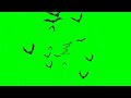Bats flying Green screen background