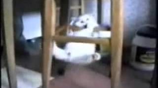 Os gatos mais engraçados da Internet