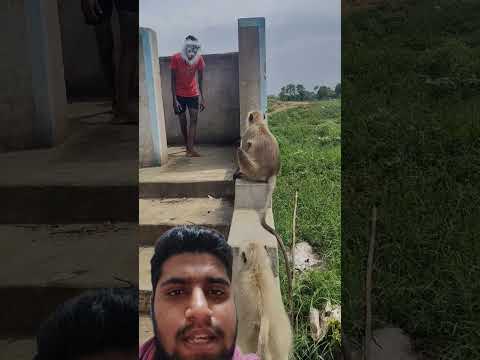 monkey attack on men 😩|monkey attack #funny #bajranbali #hindumantra