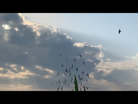 Ridiculous Flock Defence When Hawk Attacks