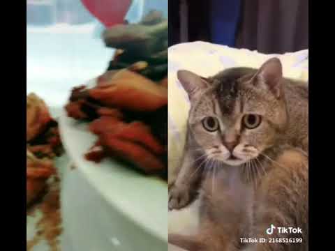 Funny cat hungry😝😝