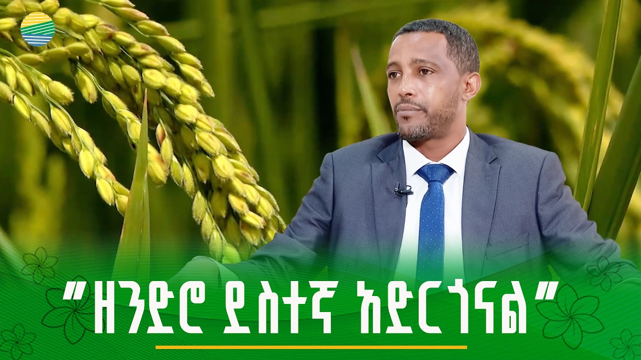 የሩዝ ልማት በጅማ ዞን
