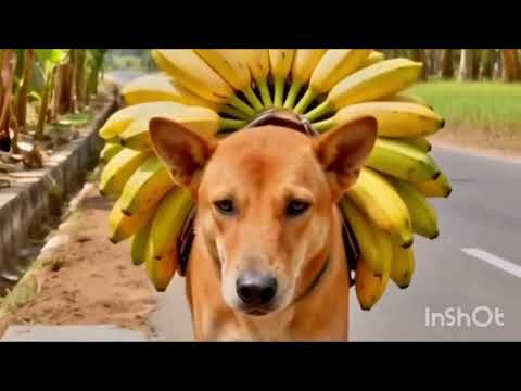 Humanity Still Exists | Dog Rescue & Kindness 