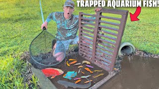 I Found Rare Fish TRAPPED in The Sewer!