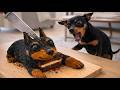 Dog And Cat Reactions To Cutting Cake Funny Dog And Cat Reactions 2026