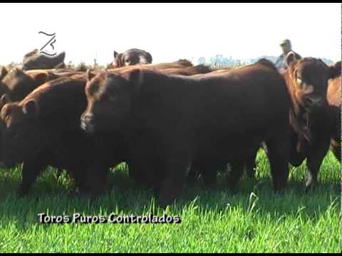 TOROS PUROS CONTROLADOS