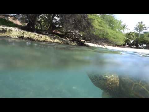 Turtle Paradise Cove 2