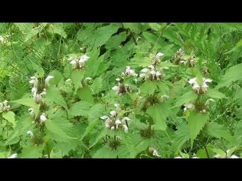 茎を包むオドリコソウ 植物