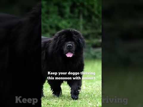 Monsoon Care Supplement for Dogs 🌧️ | Boost Immunity & Wellness with Venttura Amino+ Supplement