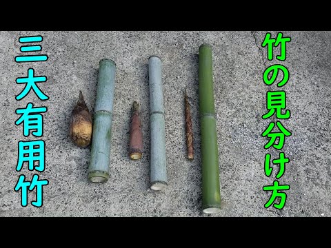 プライバシーヘッジに適した竹の種類は何ですか?非追跡種トップ5！  庭園