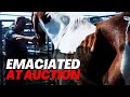 Emaciated at Auction |  Horse Shelter Heroes S3E15