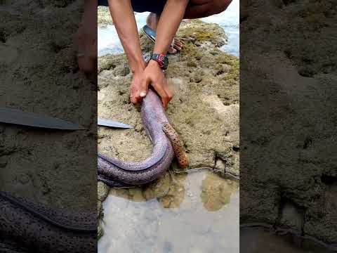 Unbelievable! Pulling a Hidden Snake Out of a Giant Moray Eel! 🐍🐟