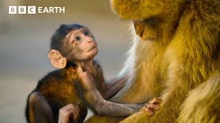 Download lagu Nature's Most Extraordinary Moments Narrated by Sir David Attenborough | BBC Earth mp3
