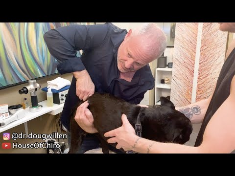 YouTube video about: How much does a dog chiropractor cost?