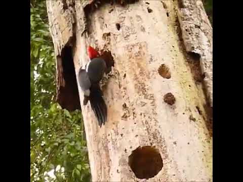 Lutar sem temer sua própria morte...