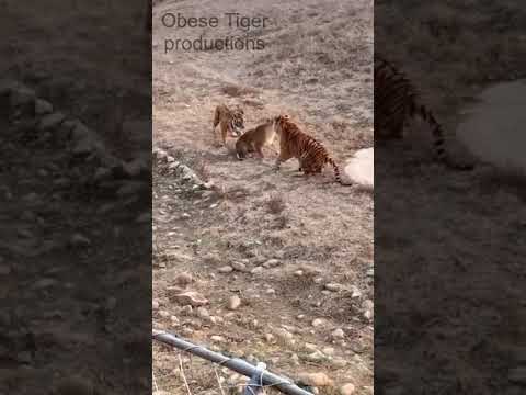 Male Tigers Attack Lone Lioness