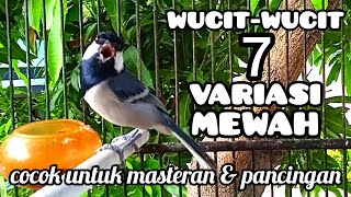 Download lagu 7 MACAM VARIASI GLATIK NGEROL | Gelatik Batu Gacor mp3 Download lagu 7 MACAM VARIASI GLATIK NGEROL | Gelatik Batu Gacor mp3