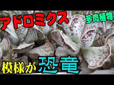 園芸 アドロミクス