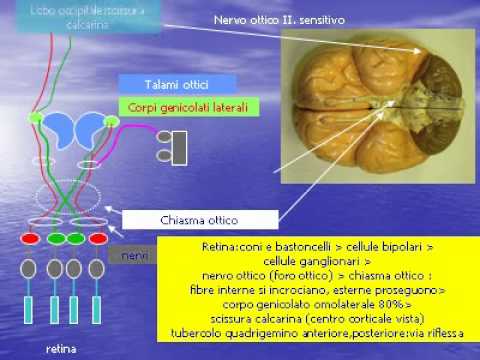 Ialuronico giunto panna acida Si rimuove il mal di testa a osteocondrosi cervicale