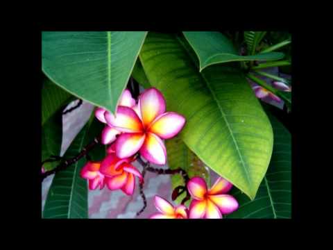 Dj Memphis featuring Aero_Girlfriend