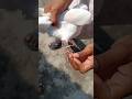 Kabutar Kai Pair Par Blait Laga Diya ️ Pigeon Shorts Kabootar