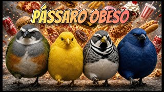 Emagrecendo pássaro gordo | trinca ferro obeso