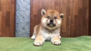 Video preview image #1 Shiba Inu Puppy For Sale in SAN FRANCISCO, CA, USA