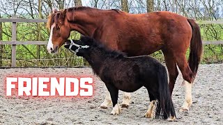Rising Star⭐ makes funny sounds. Friends | Clipping Queen👑Uniek | Friesian Horses