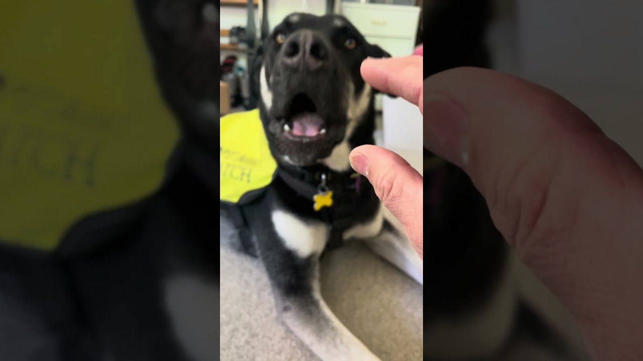 Enlarge Bruno, a Adoptable Shepherd in Sonoma, CA video 6/6