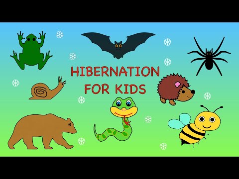 Hibernation for kids | Animals that hibernate