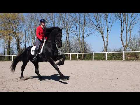Stal Okkema's Goudmientsje - Markus x Tymon - stallion - 2018
