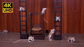 Cat TV Epic baby Mouse Playground | Ladders, Leaps & Squeaky Fun for cats to watch 4k