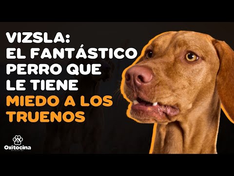 VIZSLA: 9 THINGS YOU SHOULD KNOW ABOUT
