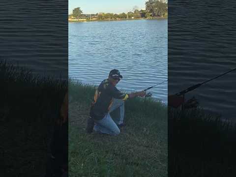 Pescaria de pacu em Taciba interior paulista SP #shot #pescador #fy